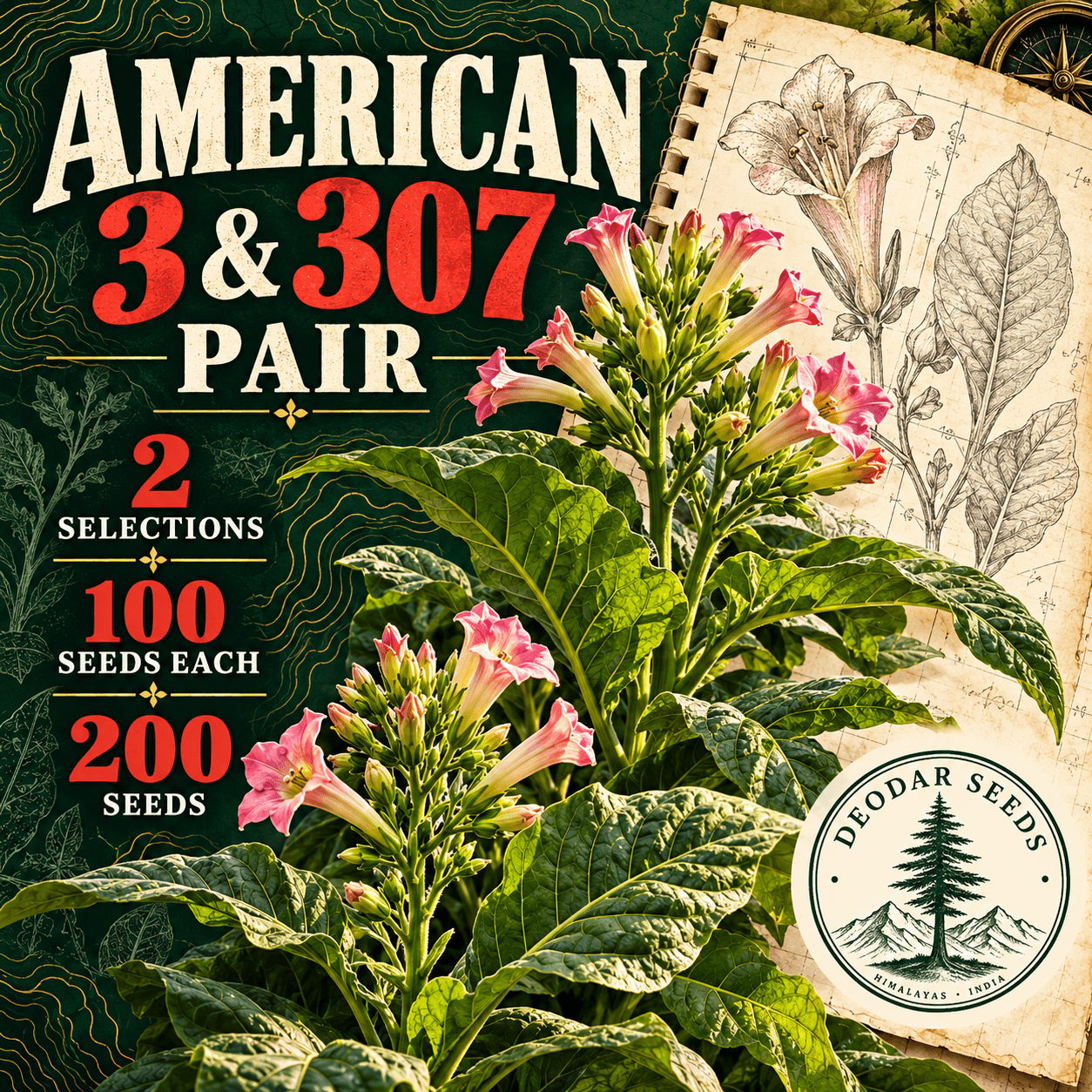 American 3 & 307 Pair — 2 Seed Selections | Nicotiana tabacum — AI-generated kit illustration