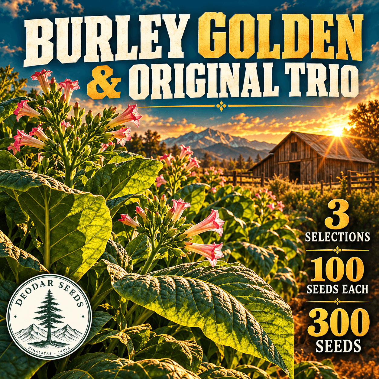 Burley Golden & Original Trio — 3 Seed Selections | Nicotiana tabacum — AI-generated kit illustration