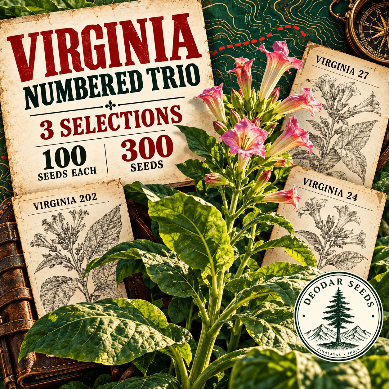 Virginia Numbered Trio — 3 Seed Selections | Nicotiana tabacum — AI-generated kit illustration