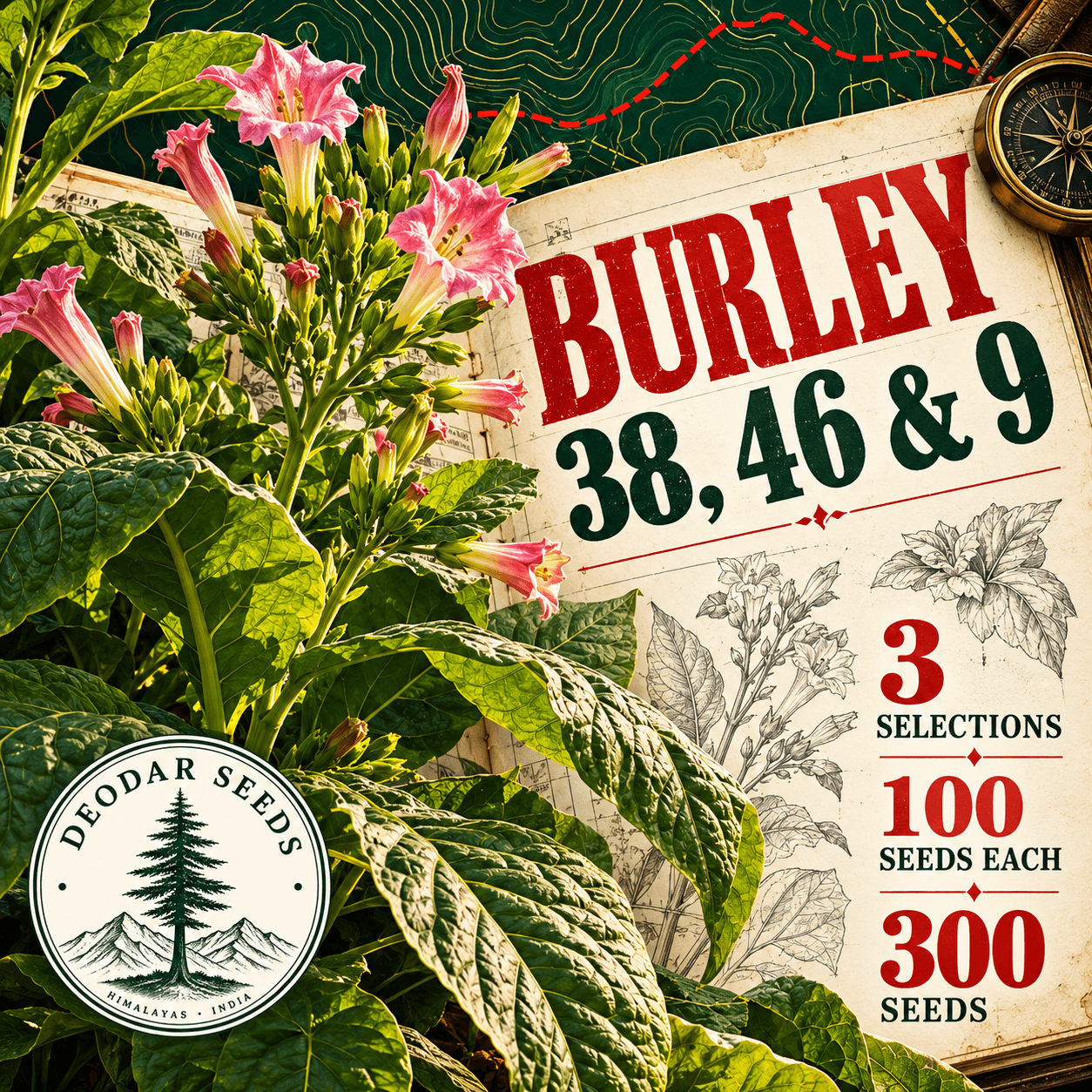 Burley 38, 46 & 9 — 3 Seed Selections | Nicotiana tabacum — AI-generated kit illustration