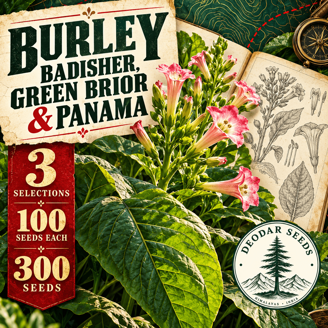 Burley Badisher, Green Brior & Panama — 3 Seed Selections | Nicotiana tabacum — AI-generated kit illustration