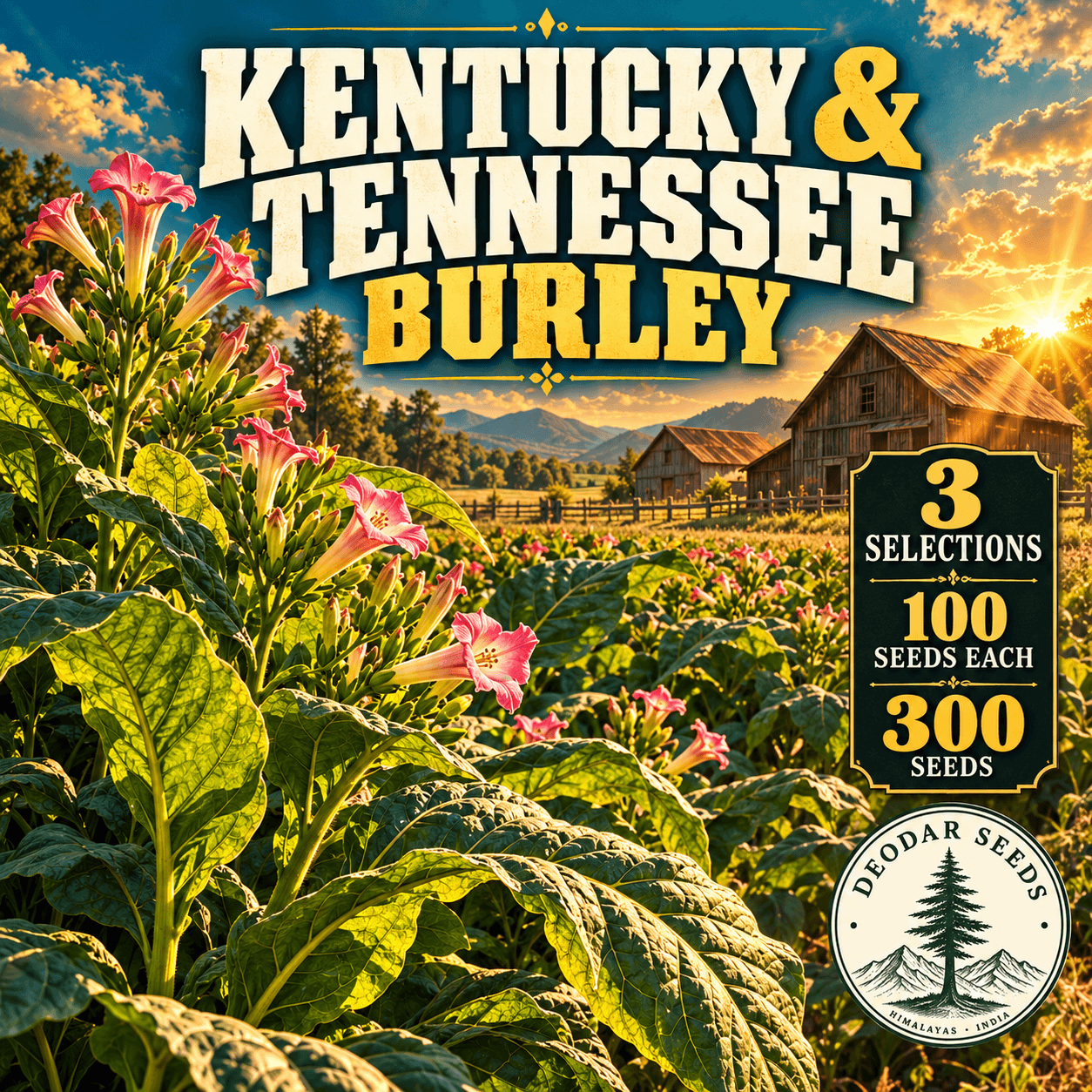 Kentucky & Tennessee Burley — 3 Seed Selections | Nicotiana tabacum — AI-generated kit illustration