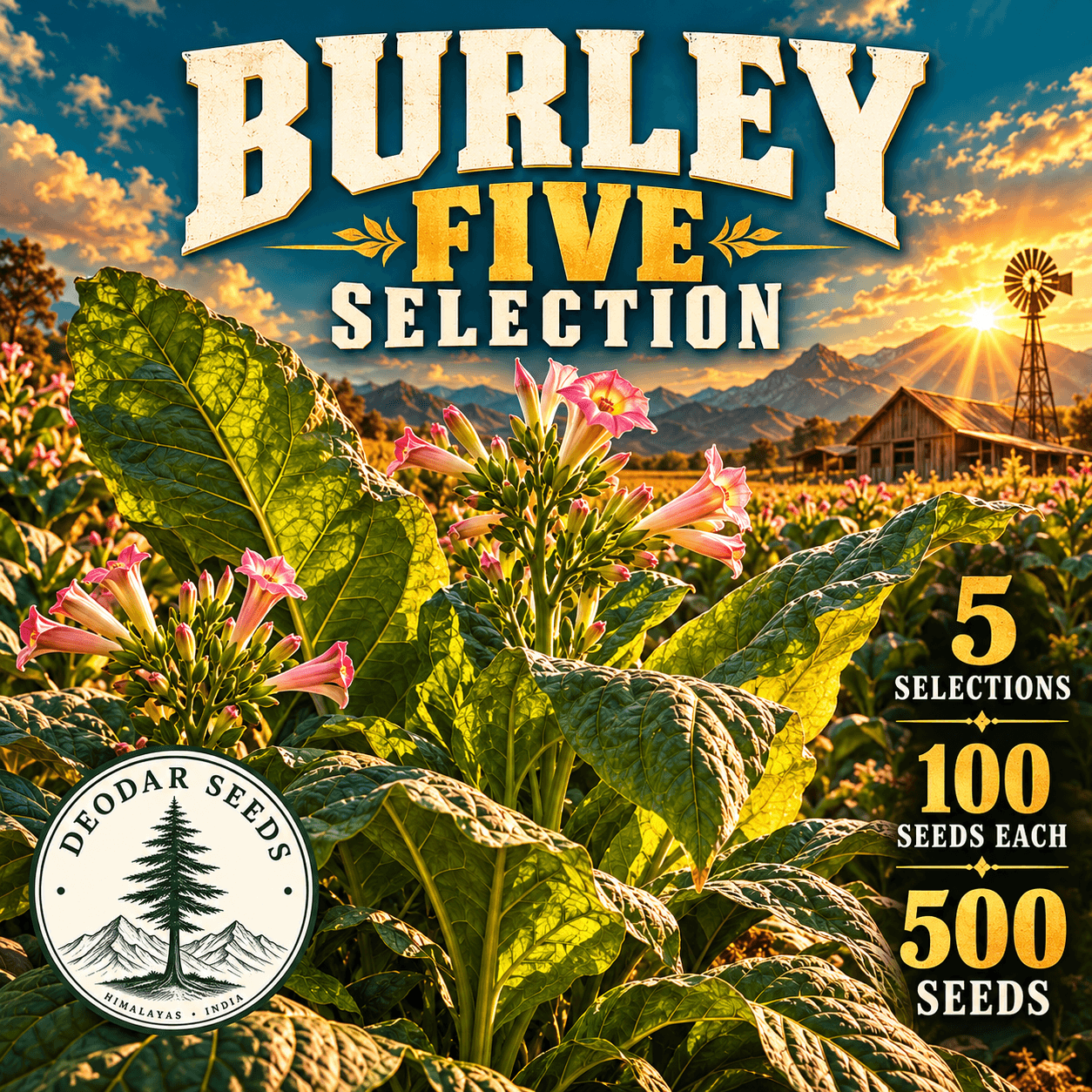 Burley Five Selection — 5 Seed Selections | Nicotiana tabacum — AI-generated kit illustration
