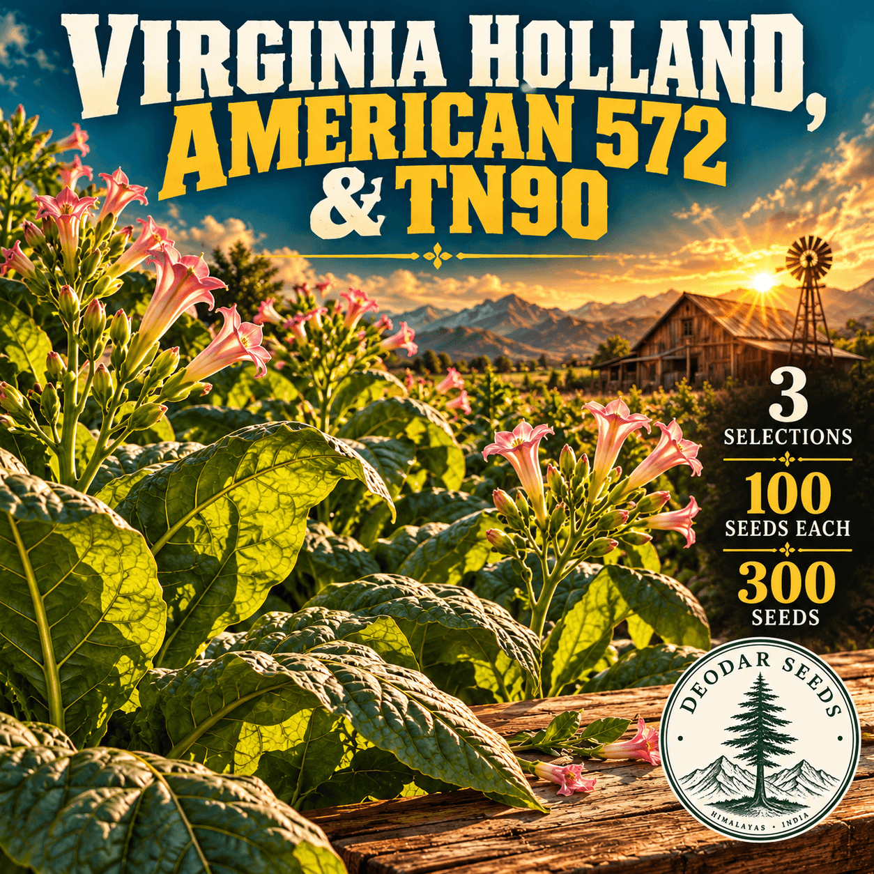 Virginia Holland, American 572 & TN90 — 3 Seed Selections | Nicotiana tabacum — AI-generated kit illustration
