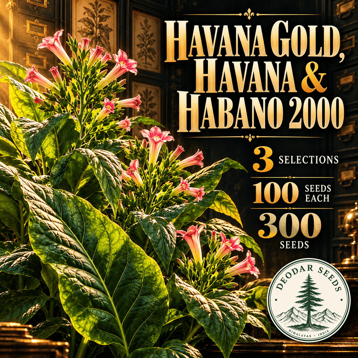 Havana Gold, Havana & Habano 2000 — 3 Seed Selections | Nicotiana tabacum — AI-generated kit illustration