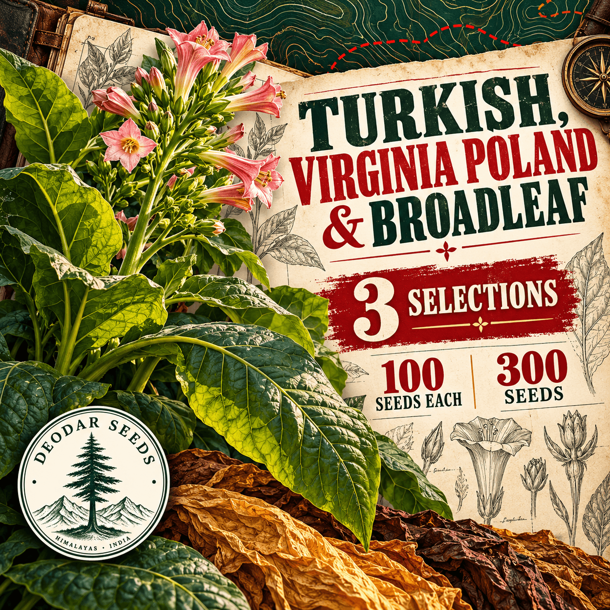 Turkish, Virginia Poland & Broadleaf — 3 Seed Selections | Nicotiana tabacum — AI-generated kit illustration
