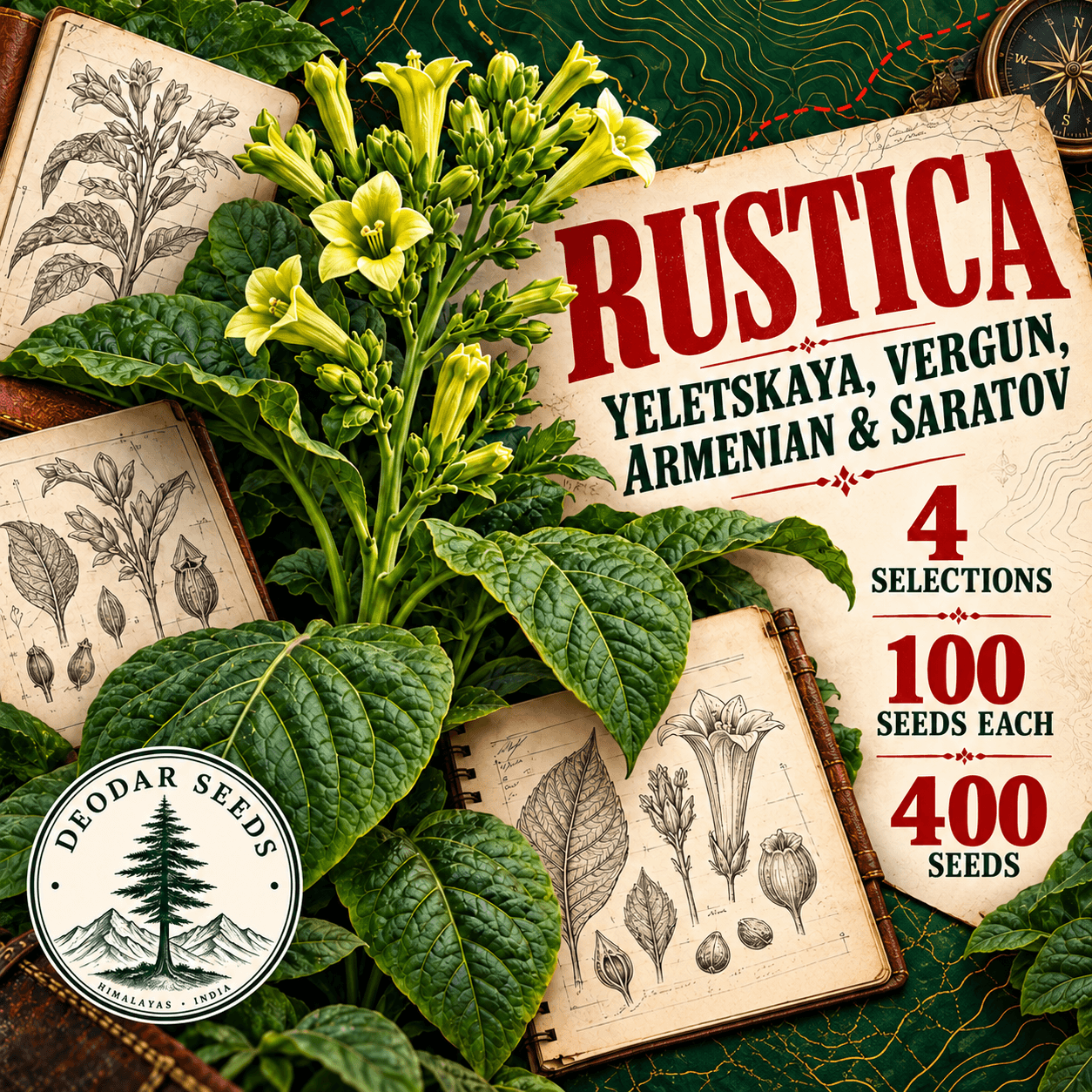 Rustica Yeletskaya, Vergun, Armenian & Saratov — 4 Seed Selections | Nicotiana rustica — AI-generated kit illustration