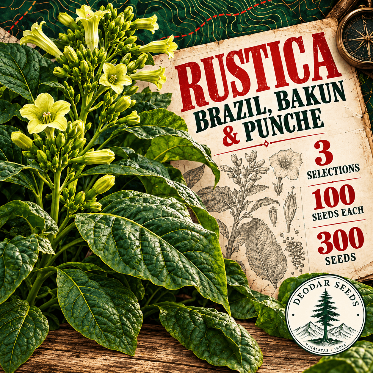 Rustica Brazil, Bakun & Punche — 3 Seed Selections | Nicotiana rustica — AI-generated kit illustration