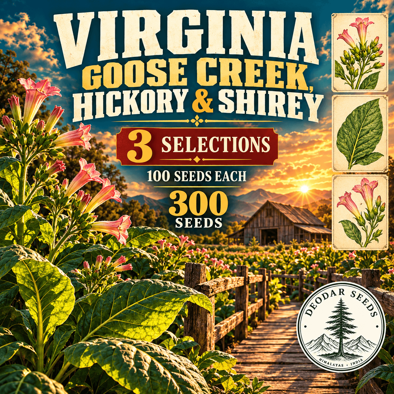Virginia Goose Creek, Hickory & Shirey — 3 Seed Selections | Nicotiana tabacum — AI-generated kit illustration