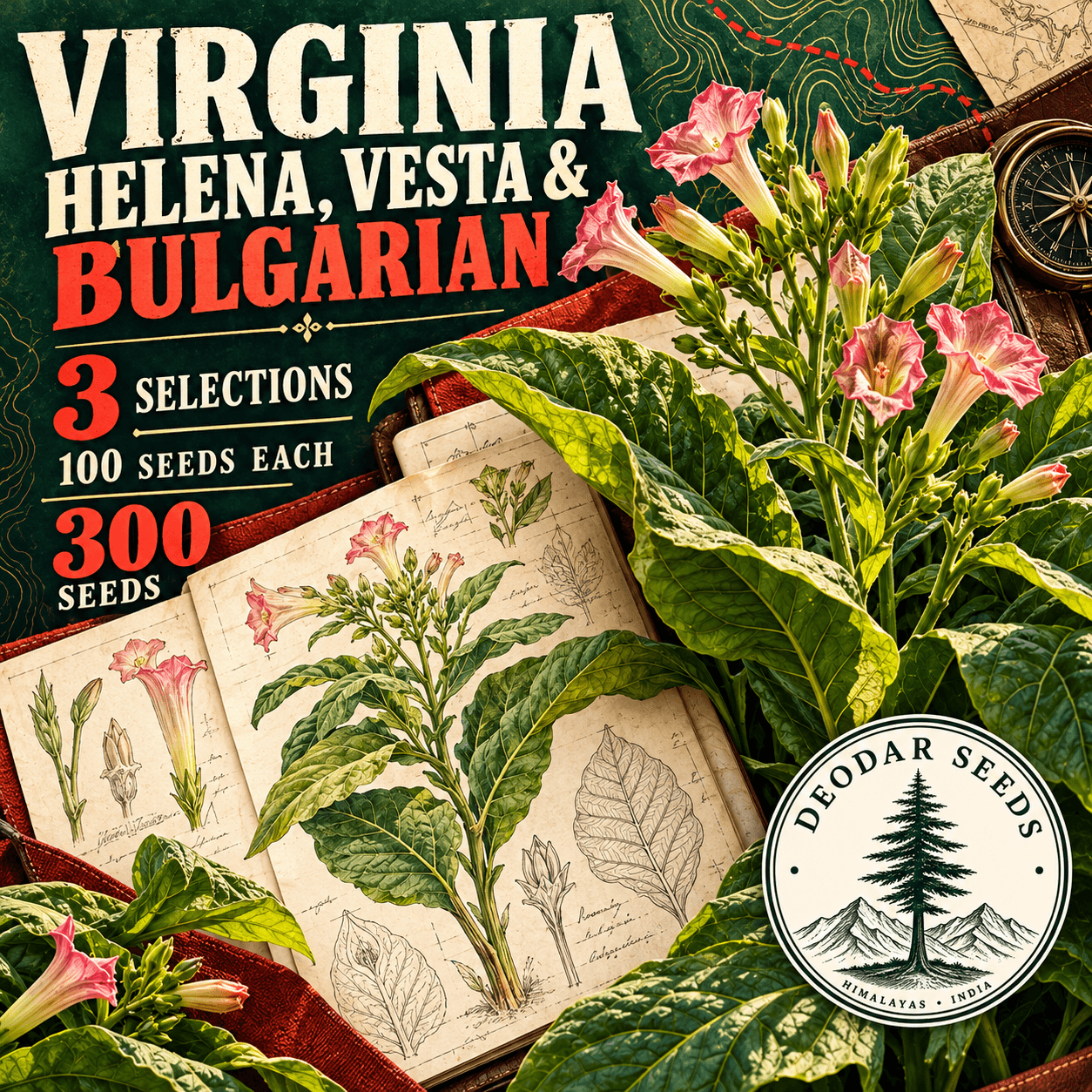 Virginia Helena, Vesta & Bulgarian — 3 Seed Selections | Nicotiana tabacum — AI-generated kit illustration
