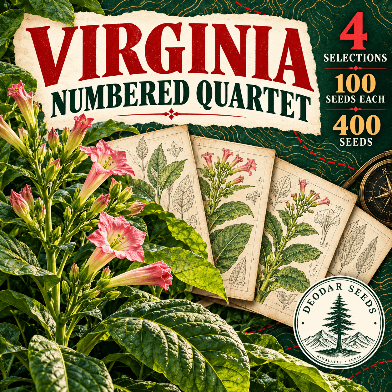 Virginia Numbered Quartet — 4 Seed Selections | Nicotiana tabacum — AI-generated kit illustration