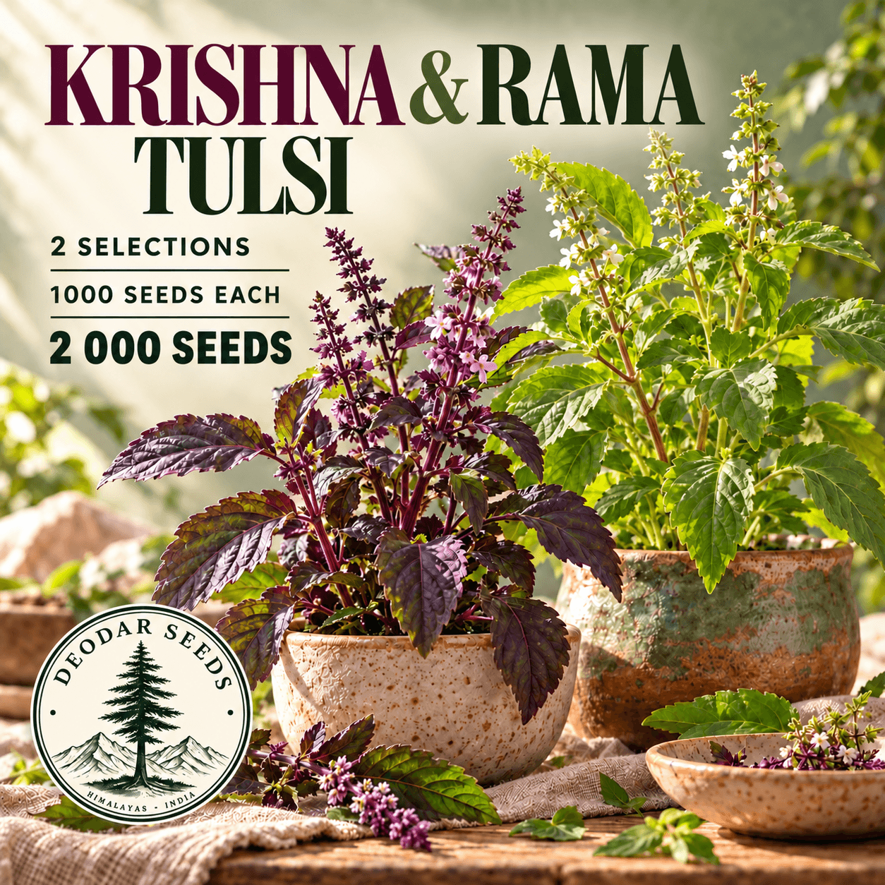 Krishna & Rama Tulsi Pair — 2 Seed Selections — AI-generated kit illustration