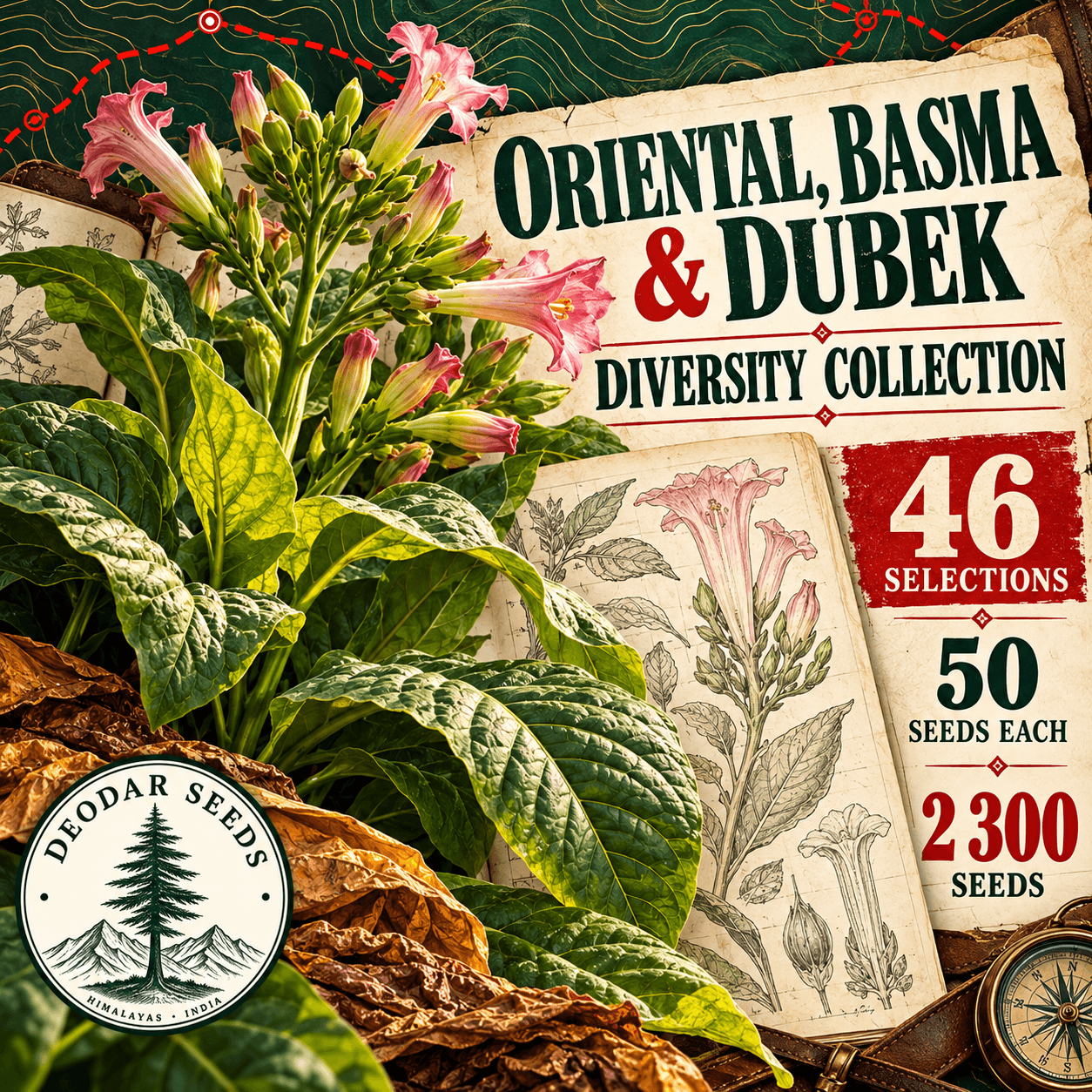 Oriental, Basma & Dubek Diversity Collection — 46 Seed Selections | Nicotiana tabacum — AI-generated kit illustration