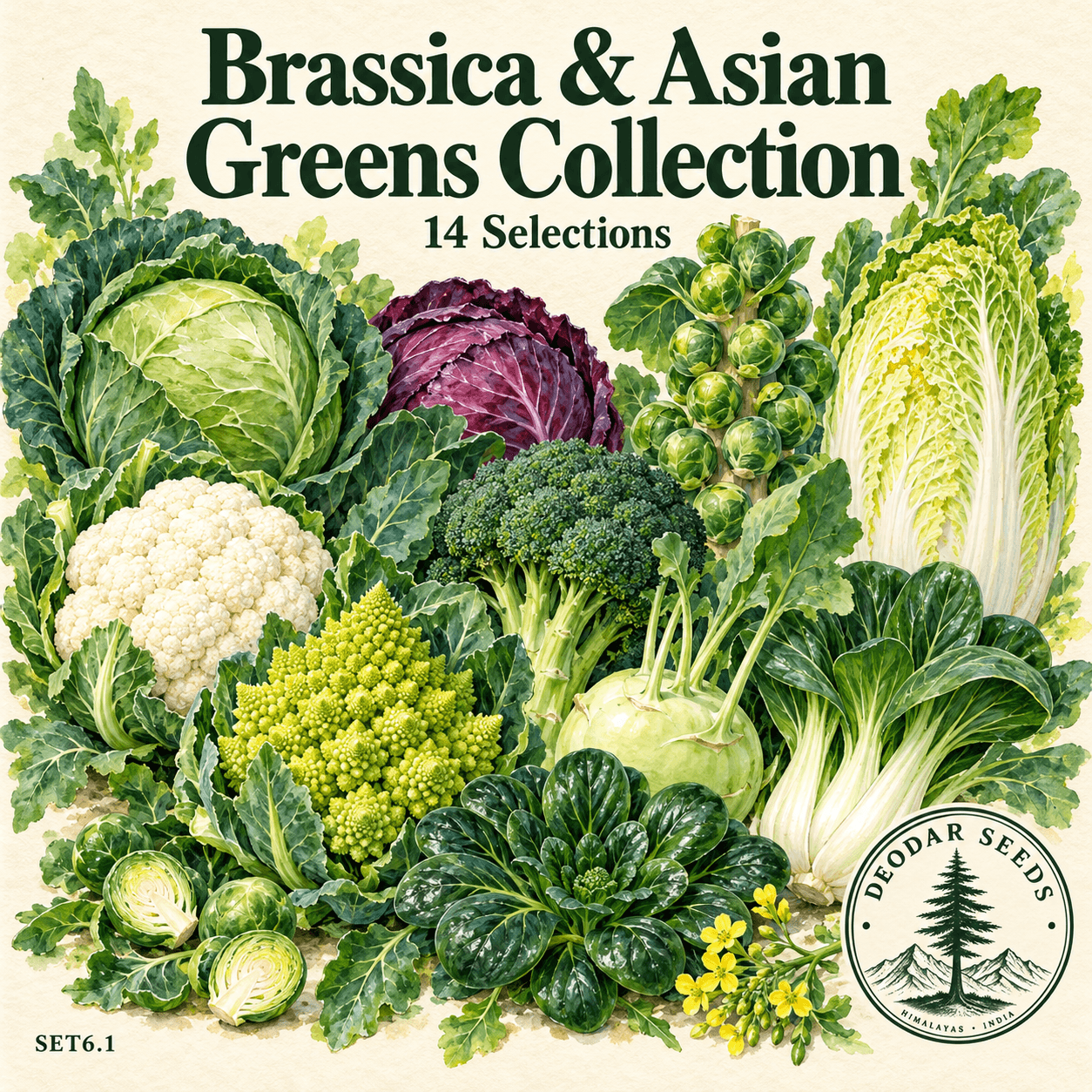 Brassica & Asian Greens Collection — 14 Seed Selections