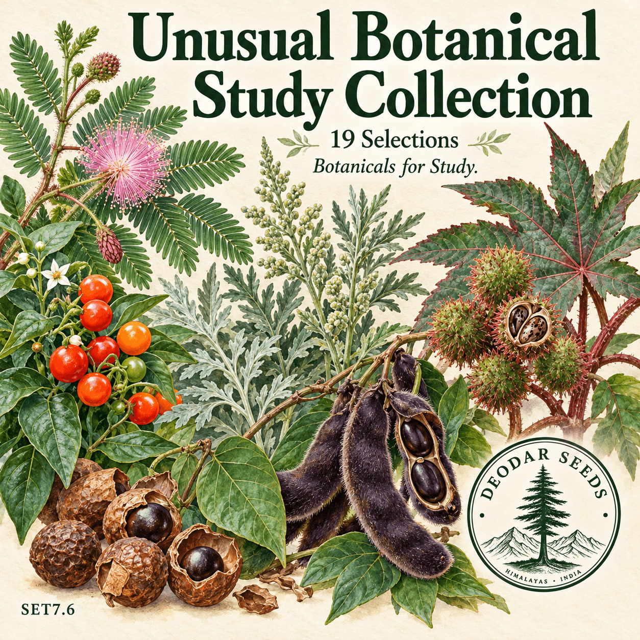 Unusual Botanical Study Collection — 19 Seed Selections