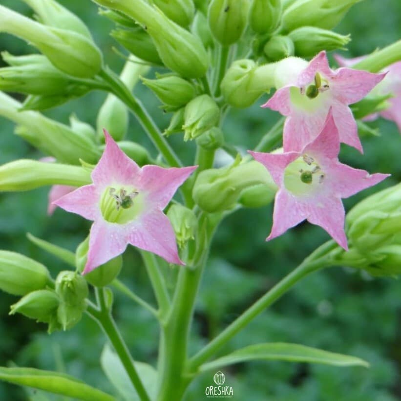 Tobacco Basma K Seeds