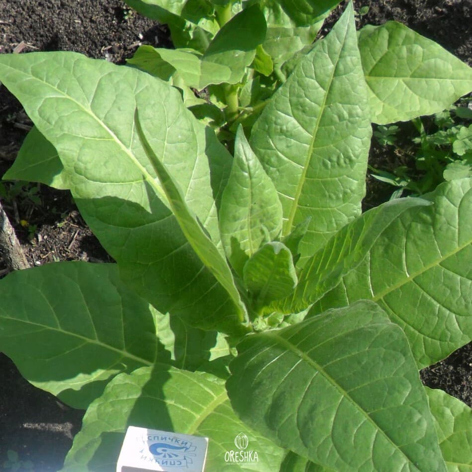 Basma Bafra Nicotiana Seeds