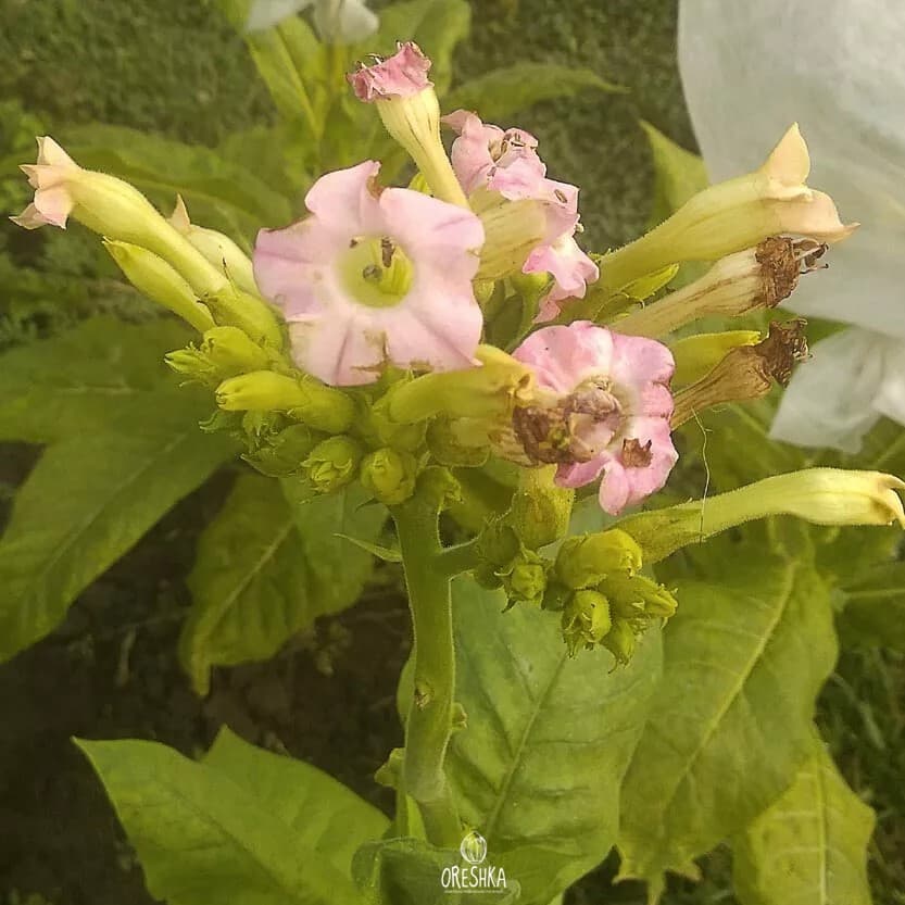 Tobacco American 63 Seeds