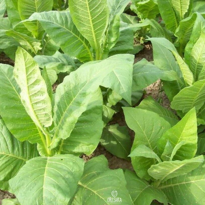 Virginia 27 Nicotiana Seeds