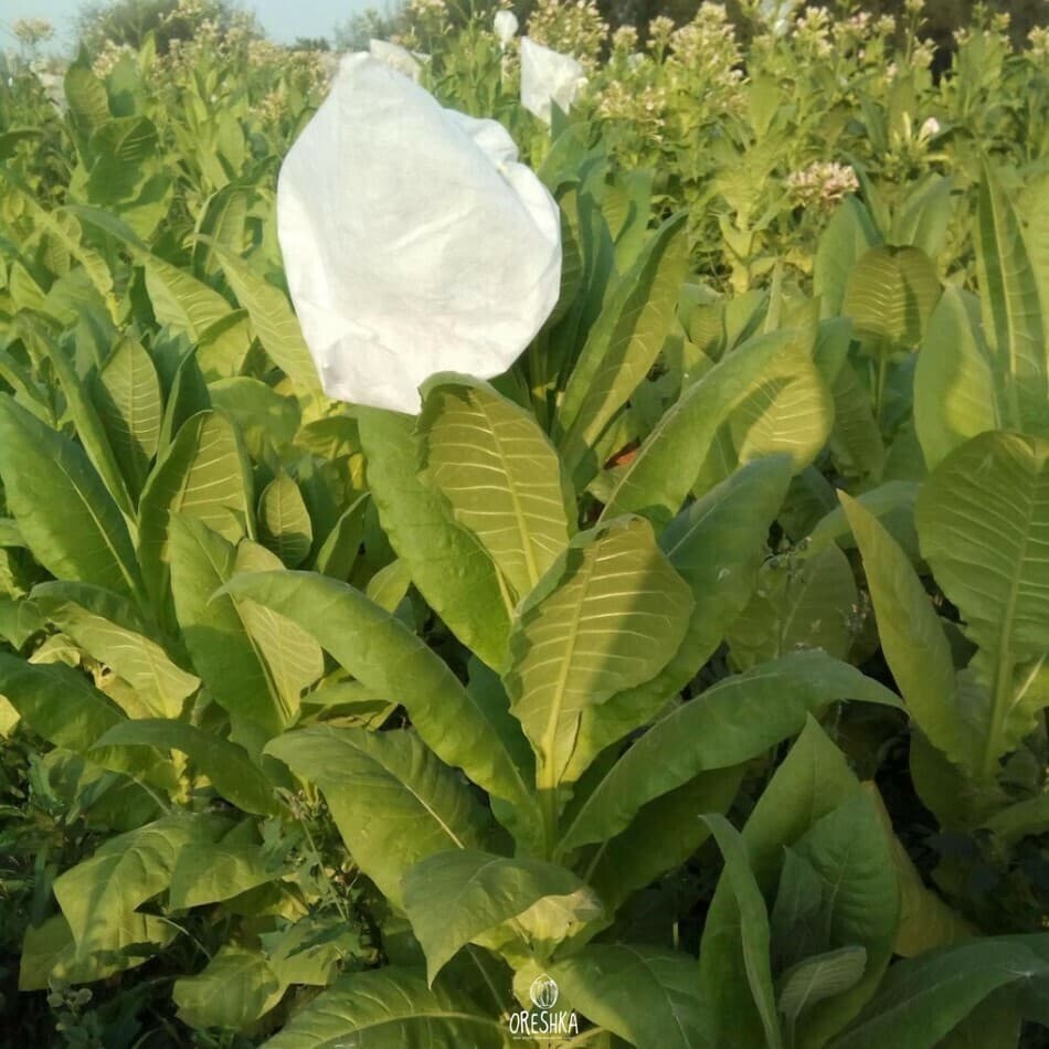 Tobacco American 3 Seeds