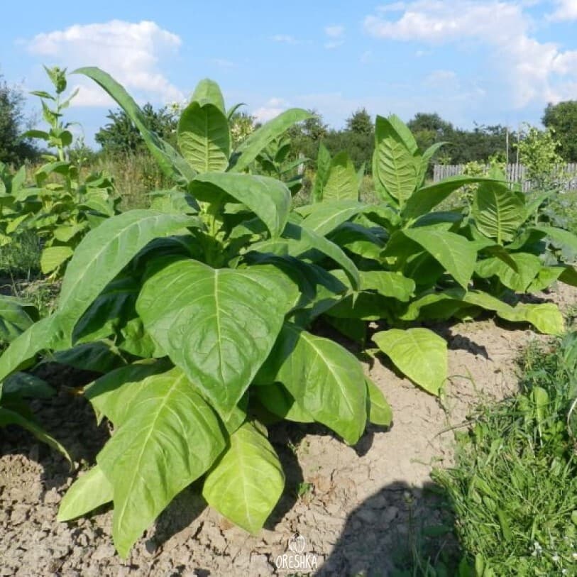 Trapezond-92 Nicotiana Seeds