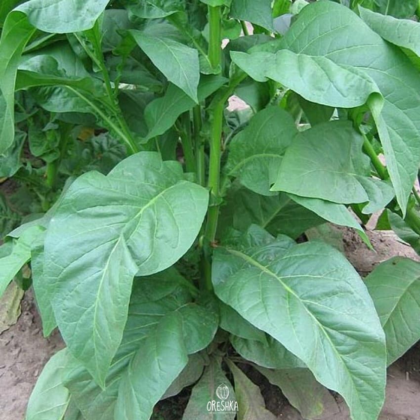 Walkers Broad Leaf Nicotiana Seeds