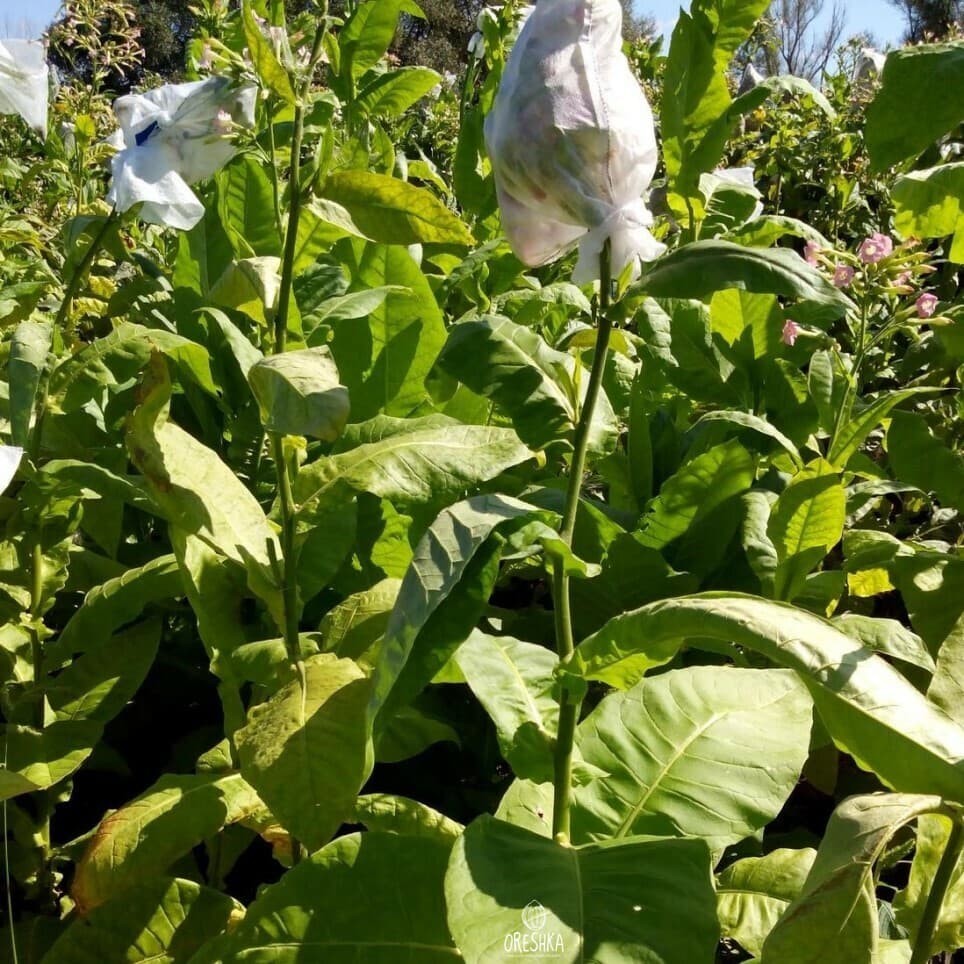 Golden Burley Nicotiana Seeds