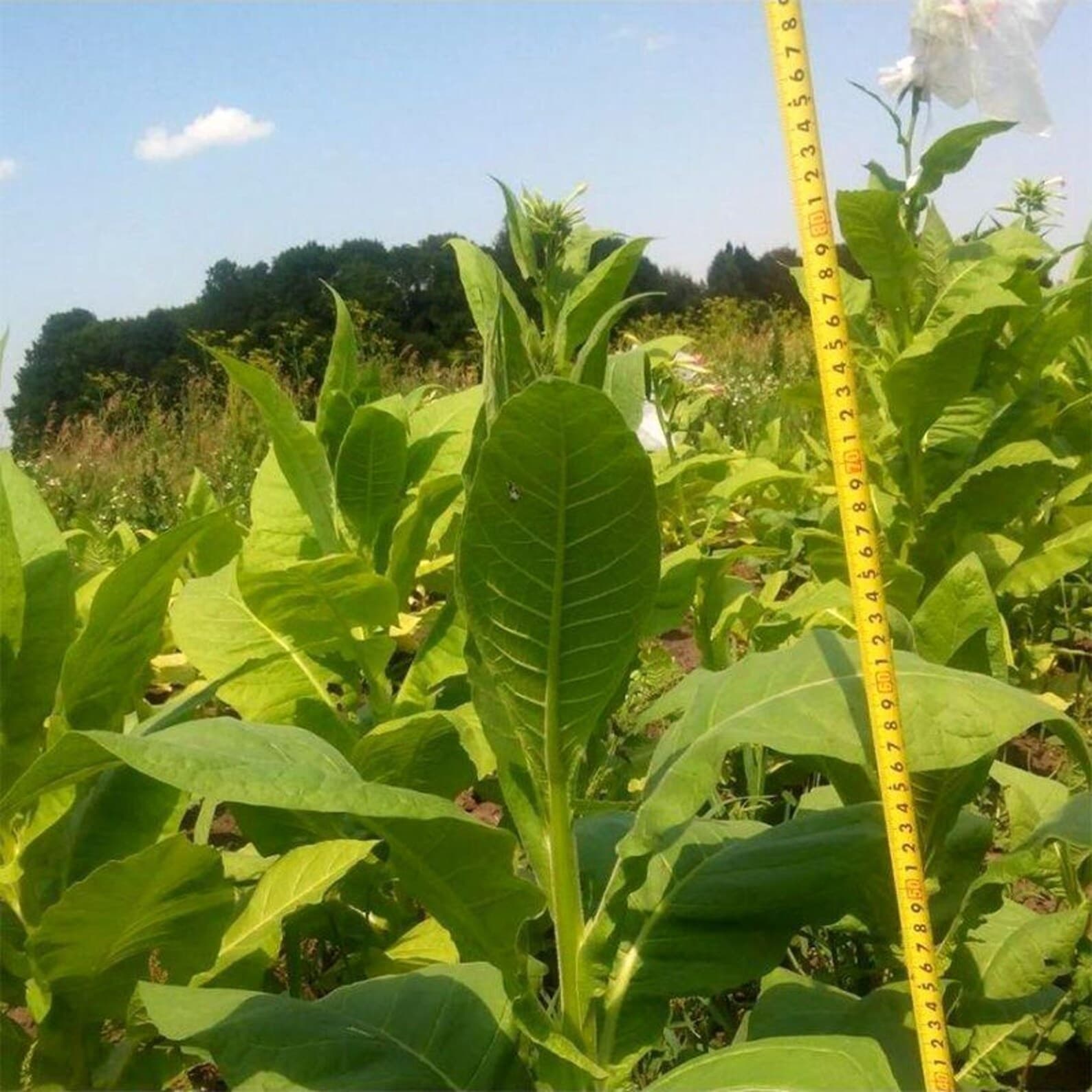 Nicotiana tabacum Connecticut Broadleaf Seeds