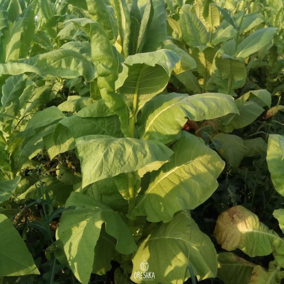 Tennessee Burley TN 19 Nicotiana Seeds