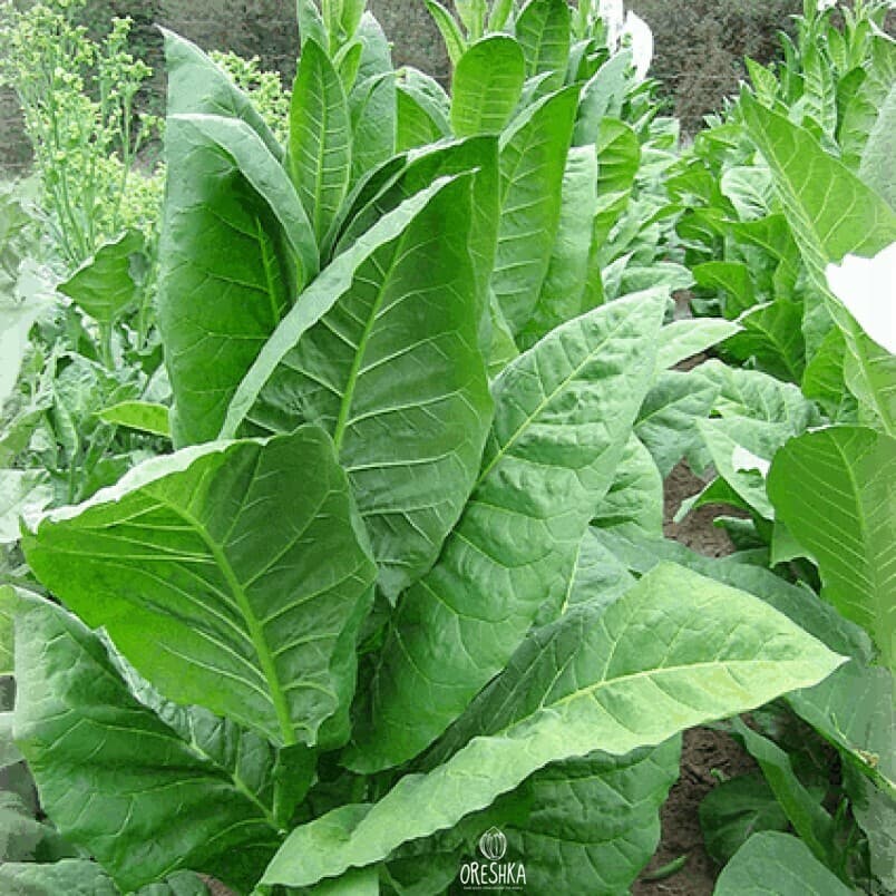 Adonis Nicotiana Seeds