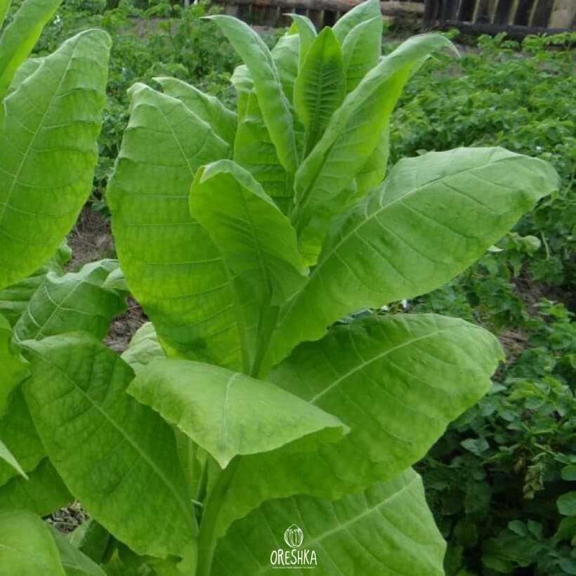 Tobacco Ternopolski 7 Seeds