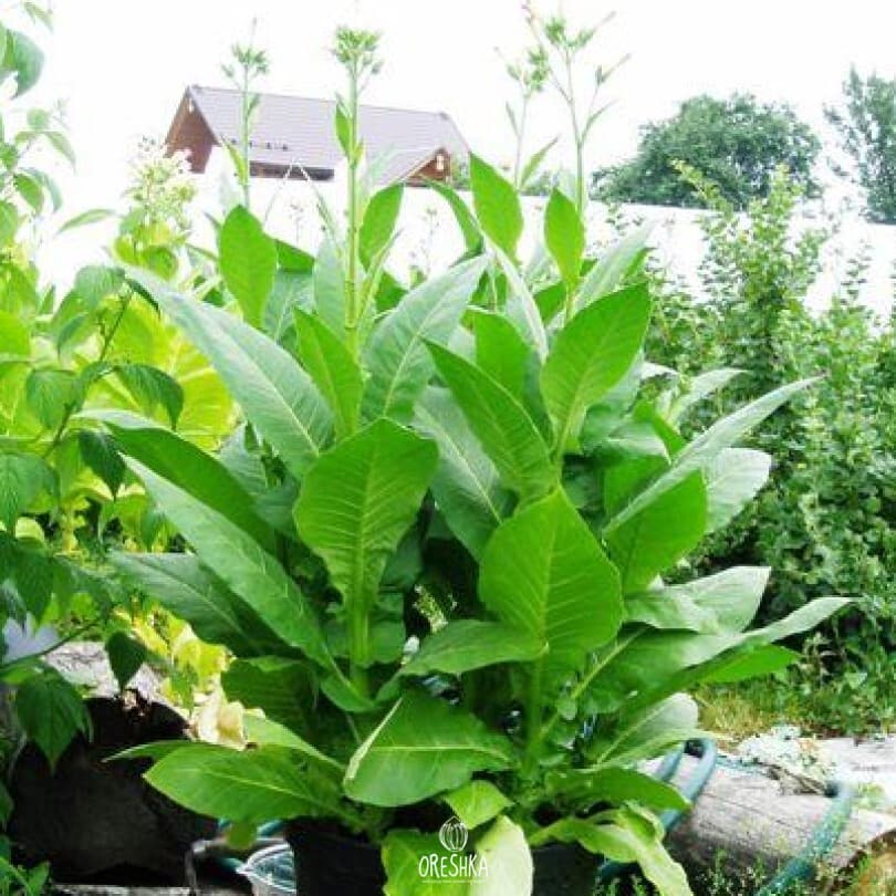 Coker 371 Gold Nicotiana Seeds