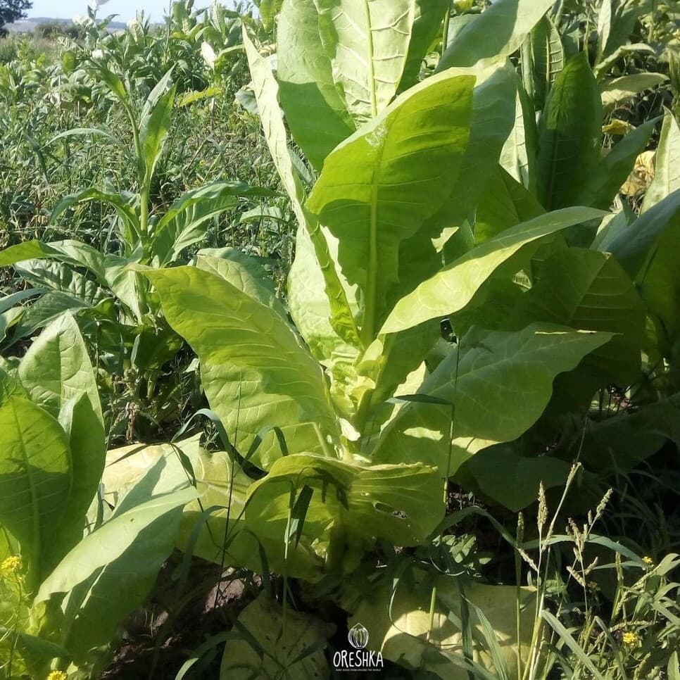 Tobacco Wisconsin 901 Seeds