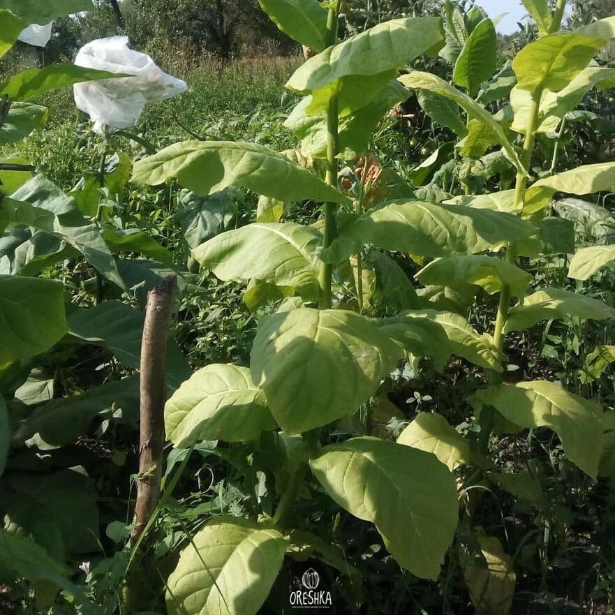 Oriental Molovata Nicotiana Seeds