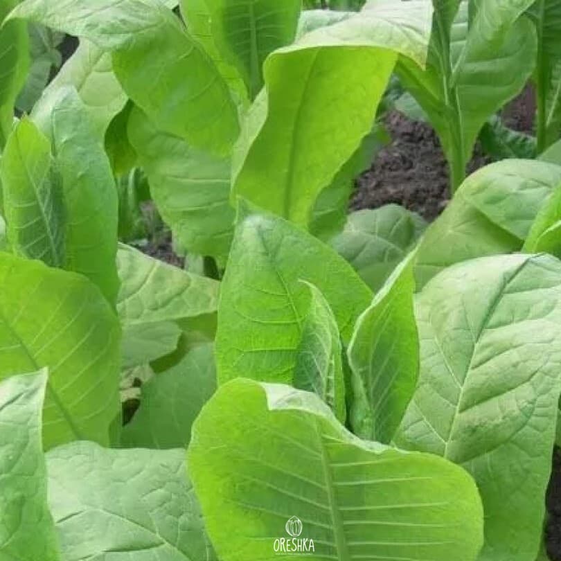 Kalloi 51 Nicotiana Seeds