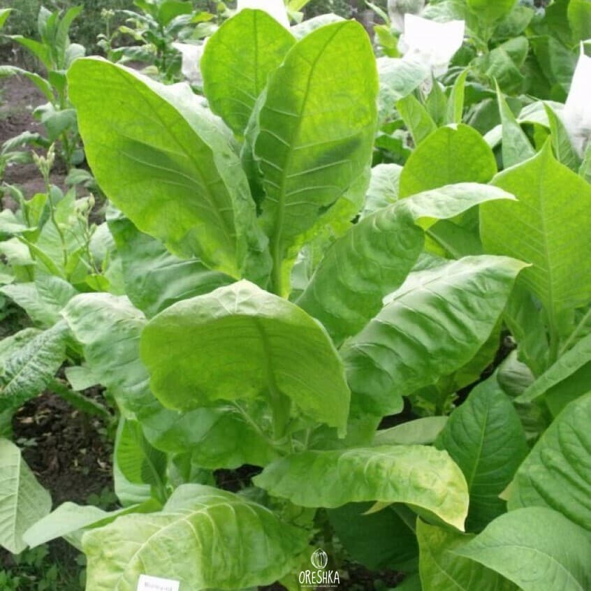 Burley Original Nicotiana Seeds