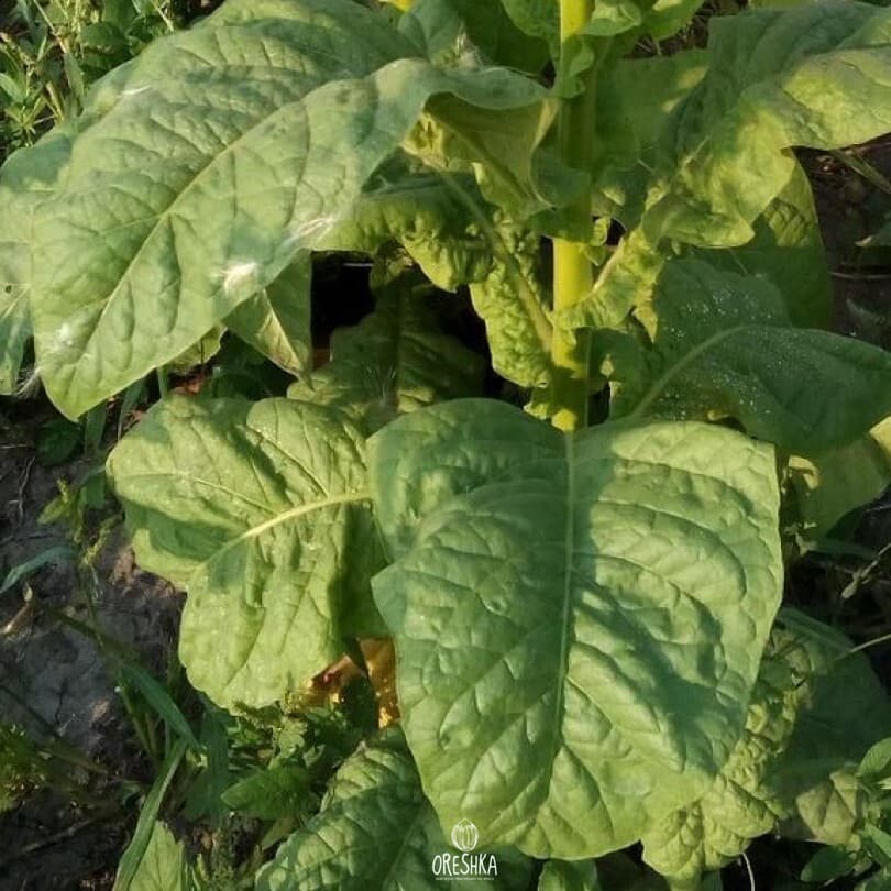Kentucky-190 (KY 190) Nicotiana Seeds