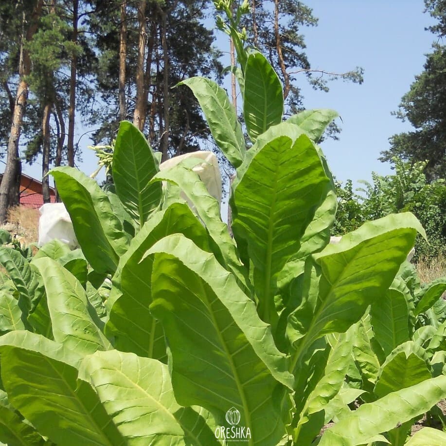 Tobacco Virginia Helena Seeds