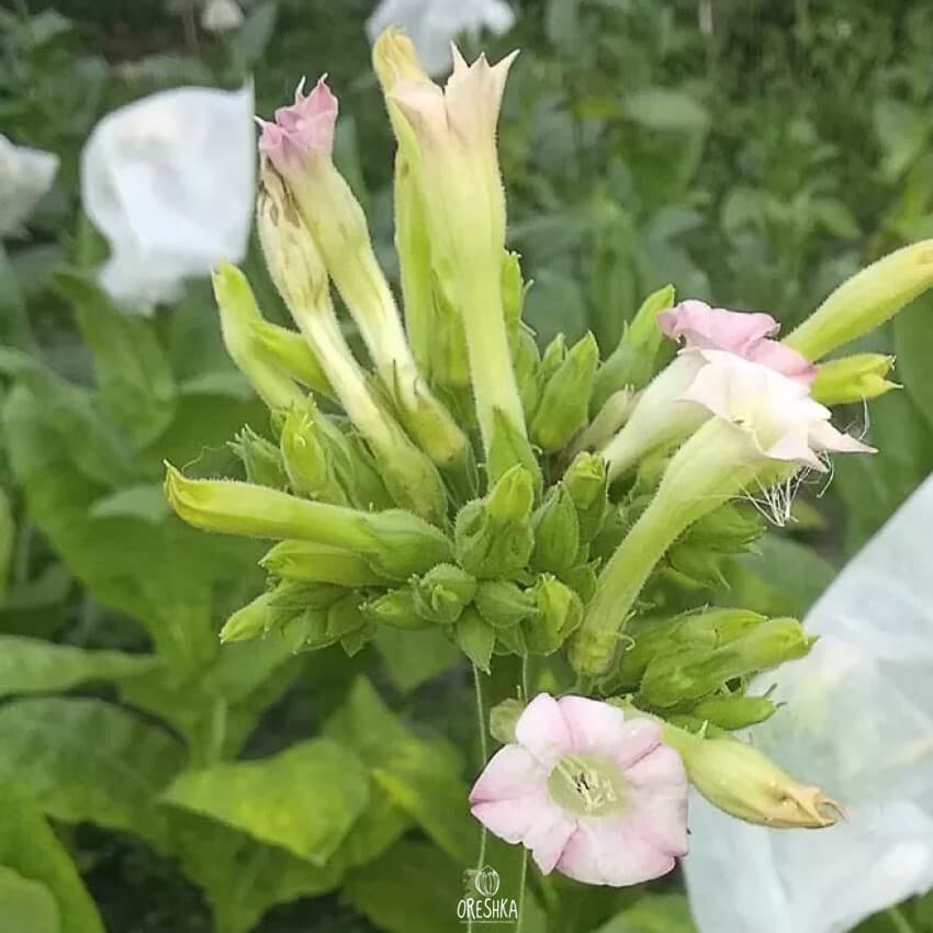 Tobacco Virginia Hickory Pryor Seeds