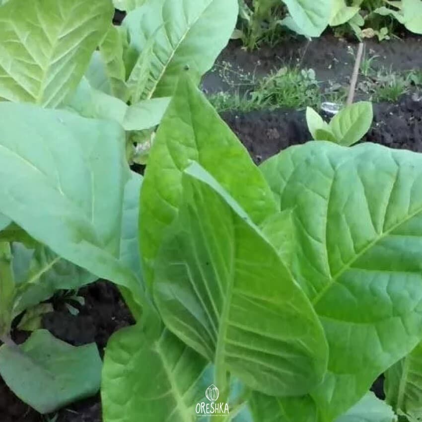 Badischer Geudertheimer Nicotiana Seeds
