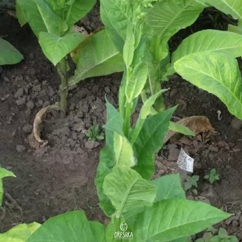 Suifu Nicotiana Seeds