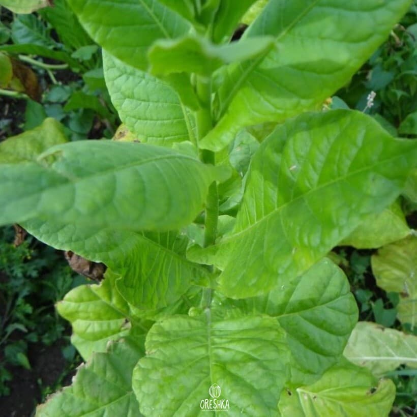 Tobacco Agonya Seeds