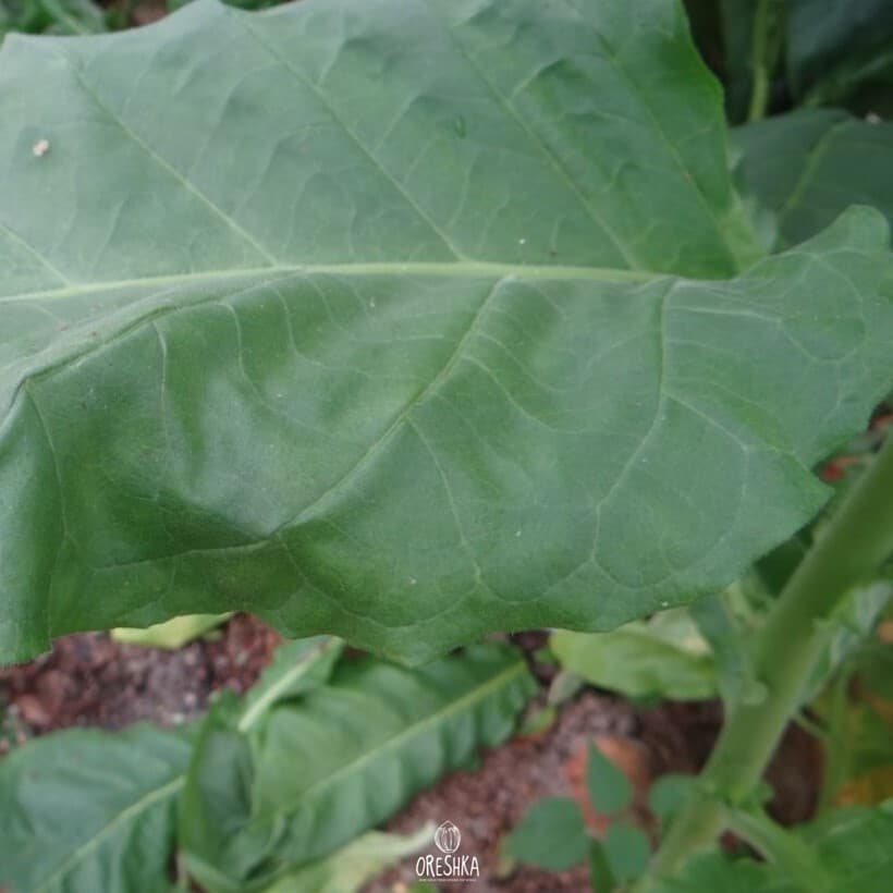 Okinawa Nicotiana Seeds