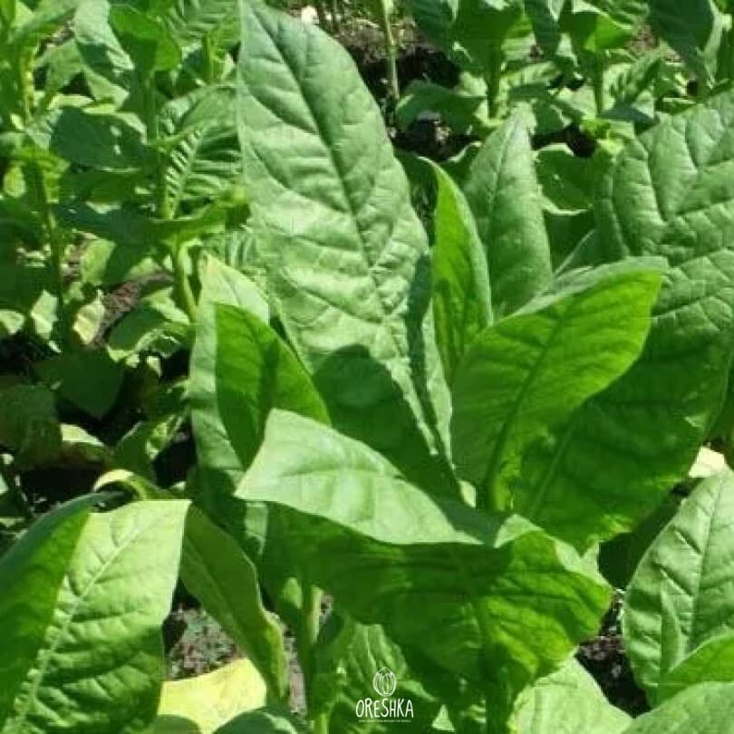 Tobacco Virginia Bulgarian Seeds