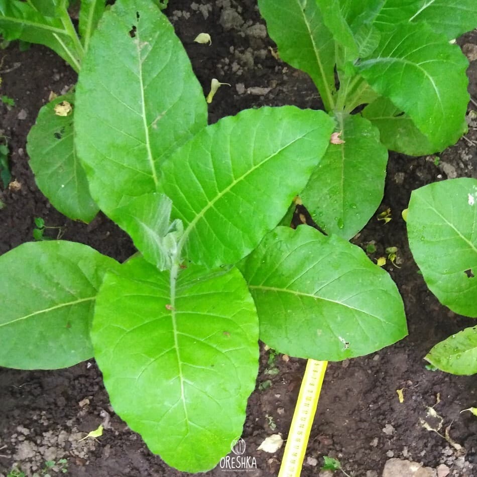 Pergeu Nicotiana Seeds