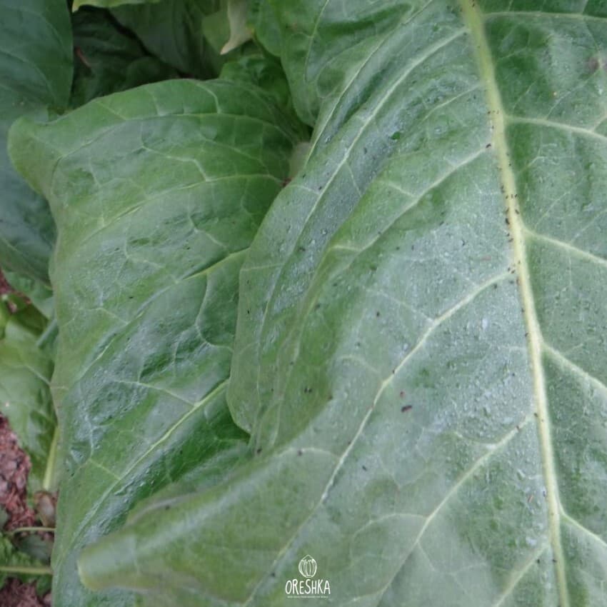 Virginia VA-116 Nicotiana Seeds