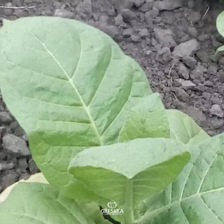 Sobolchski 15 Nicotiana Seeds