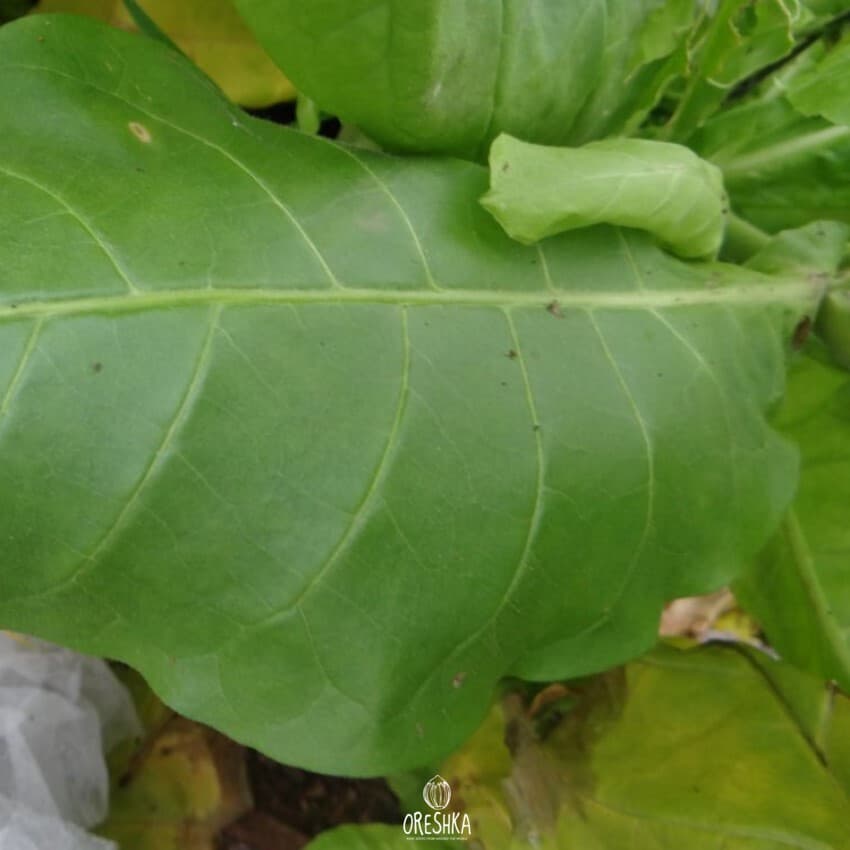 Immune 0580 Nicotiana Seeds