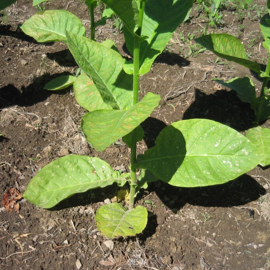 Tobacco Mandjurka Seeds
