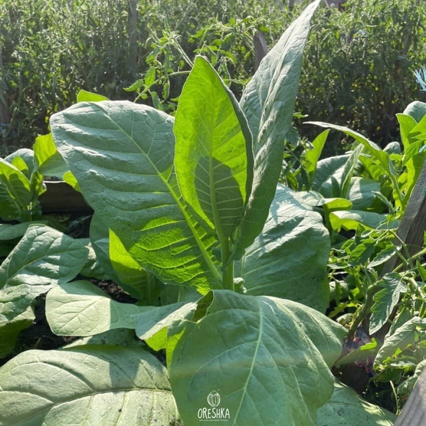 Virginia Gold America Nicotiana Seeds